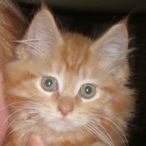 Meet your Posher, Mary